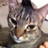 katsv13