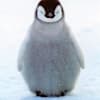 p3nguin