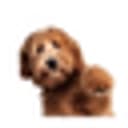 Puppy_Yoga USA
