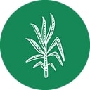 Copalli_Rum