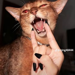 utttaa