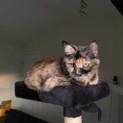 zoeylikesramen