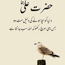 kaifmughal249