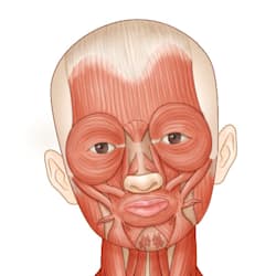 medart_k