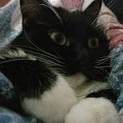 slycatsmeow