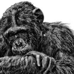 Fiverr profile picture for @compelling