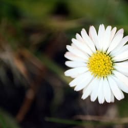 lepetitefleur