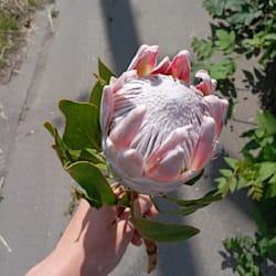 roman_ter2