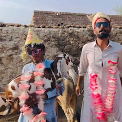saqani145