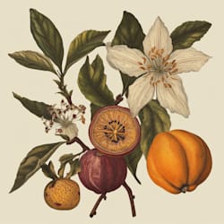 naleisaorge