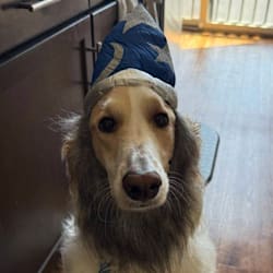 tabletopted