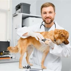 dr_joshpet