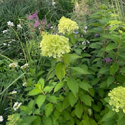 nickgardens391