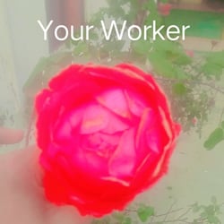 shayan_works_
