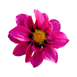 khatibul_
