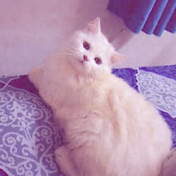 pran_socool