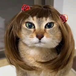 vro_chan