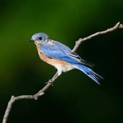 annaasifkhan