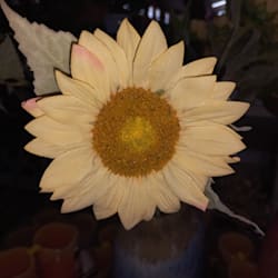 shansunflower