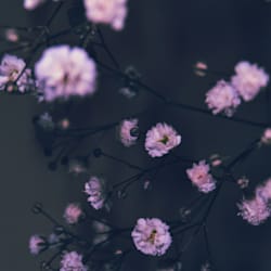 auroras_26