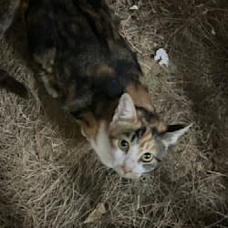 lllazycattt