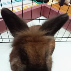 rabbitsabove