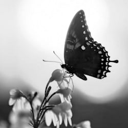 iniyan_vell