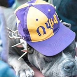 quedog6
