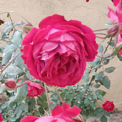 sofiaflower