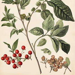 sherrymacese