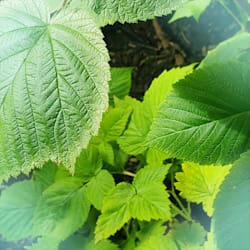 mawa_07