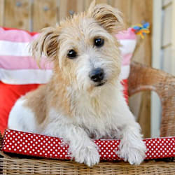 scruffmcruff