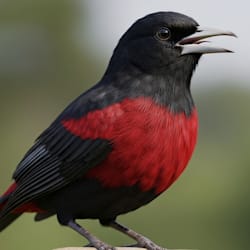 jamachan