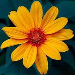 shalu1211