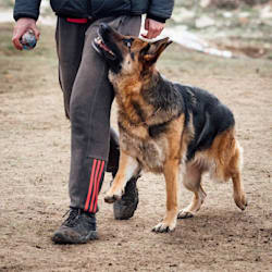 easydogtraining
