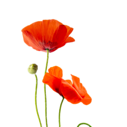 viru_dasa