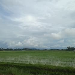 liyana77