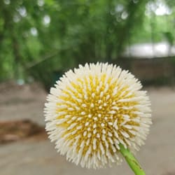 imrimran