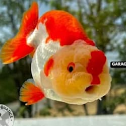 johnfishvfx
