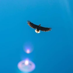 dominatorsfly