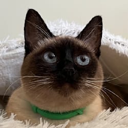 cat_model