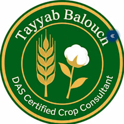 tayyabbalouc521