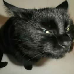 mustardtoasty