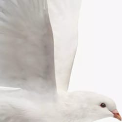 awiuza