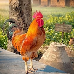 ruraltone24