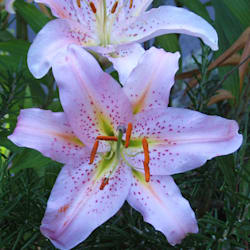 lavenderlilies