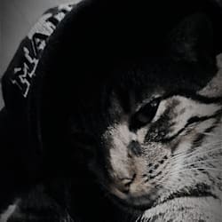 akiles_dh