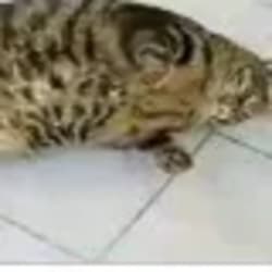 necmi_