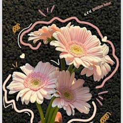 duachoudhary445