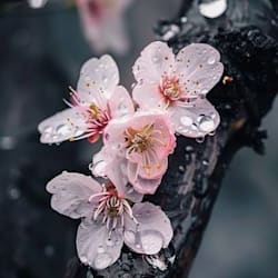 poetry_sujata